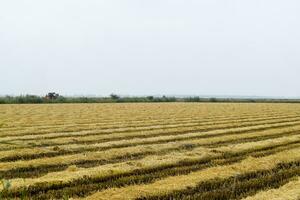 campo arroz colheita começou. foto