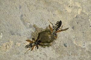 vespas polistes beber água foto