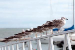 fila de gaivotas foto