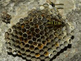 vepiário. vespas polista. a ninho do uma família do vespas que é ocupado uma fechar-se. foto