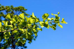 ginkgo árvore ou ginkgo biloba ou ginkgo com brilhante verde Novo folhas. foto