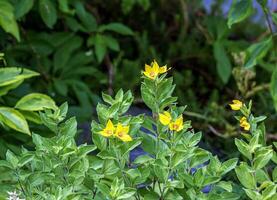 Lisimachia numularia, amarelo pequeno flores em uma fundo do pequeno arredondado folhas. foto