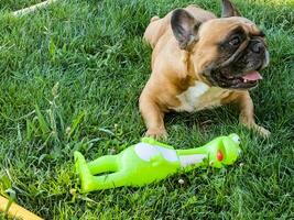 emoções do uma castanho francês buldogue jogando com uma Novo brinquedo em uma verde grama. foto