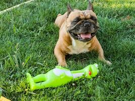 emoções do uma castanho francês buldogue jogando com uma Novo brinquedo em uma verde grama. foto
