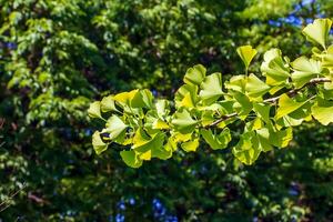 ginkgo árvore ou ginkgo biloba ou ginkgo com brilhante verde Novo folhas. foto