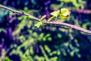 ginkgo árvore ou ginkgo biloba ou ginkgo com brilhante verde Novo folhas. foto