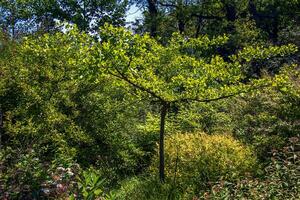 ginkgo árvore ou ginkgo biloba ou ginkgo com brilhante verde Novo folhas. foto