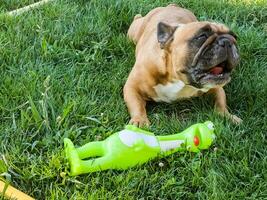 emoções do uma castanho francês buldogue jogando com uma Novo brinquedo em uma verde grama. foto