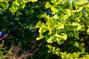 ginkgo árvore ou ginkgo biloba ou ginkgo com brilhante verde Novo folhas. foto