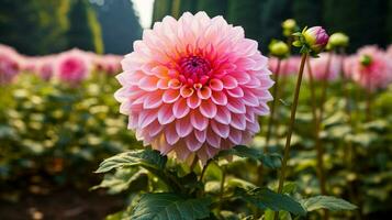 ai gerado vibrante dália Flor uma rebentar do Rosa dentro formal jardim foto