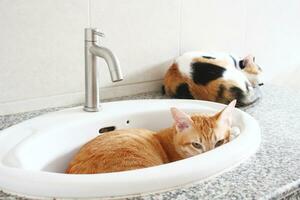 fofa gato dormindo dentro a lavatório às lar. gato Cuidado conceito. foto