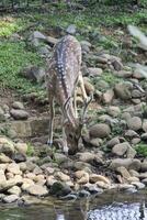 jovem veado ao lado do rio para pegue alguns água. animal fotografia foto