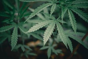 folha de maconha tailandesa na plantação de cannabis