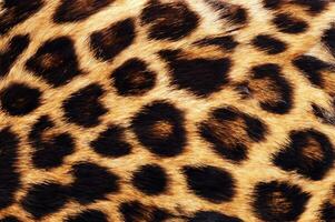 real leopardo pele foto