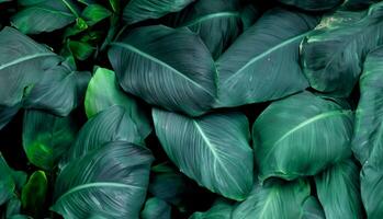 folhas de spathiphyllum cannifolium, textura verde abstrata, fundo de natureza, folha tropical foto