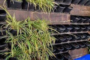 flor panelas dentro a parede, interior plantas dentro panelas em rua. foto