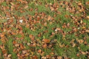 textural fundo a partir de caído folhas do uma álamo. a outono tapete a partir de folhagem. a virou amarelo outono seco folhas do uma álamo. foto