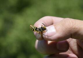 comum vespa em beliscado dedos foto