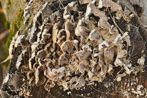 prato cogumelos em uma árvore toco foto