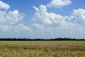 campo de trigo foto