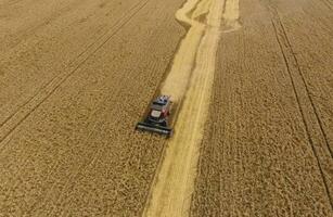 colheita trigo colheitadeira. agrícola máquinas colheita grão em a campo. foto