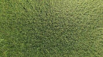 verde trigo dentro a campo, topo Visão com uma drone. textura do trigo verde fundo. foto