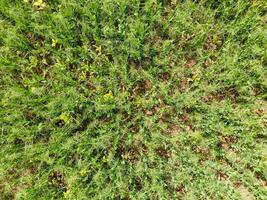 campo do jovem ervilhas. ervilhas em a campo é crescente. legumes dentro a campo foto