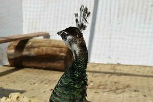 masculino do uma pavão dentro a ar livre cela foto