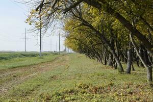 a floresta ao longo a estrada dentro a cair. amarelecimento folhas em a galhos foto