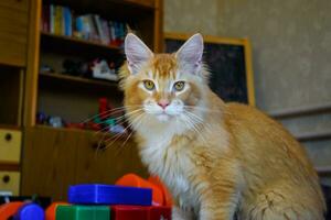 gigante maine coon gato. Mainecoon gato, Reprodução do de raça pura gatos às casa foto