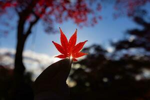 vermelho folha com mão às Kasagiyama Momiji parque dentro Quioto dentro outono às crepúsculo foto