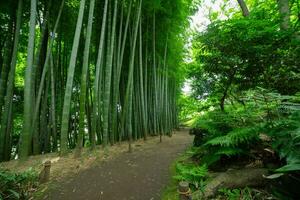 uma bambu trilha às tonogayato parque dentro kokubunji Tóquio Largo tiro foto