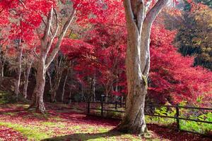 vermelho folhas às Kasagiyama Momiji parque dentro Quioto dentro outono telefilmagem tiro foto