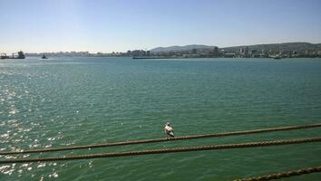 gaivota sentado em amarração cordas. pássaros do a mar baía foto