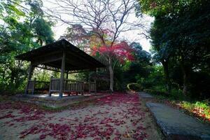 vermelho folhas às Kasagiyama Momiji parque dentro Quioto dentro outono Largo tiro foto