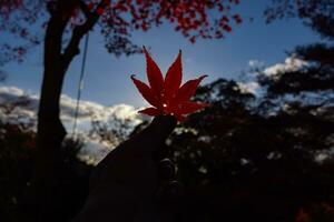 vermelho folha com mão às Kasagiyama Momiji parque dentro Quioto dentro outono às crepúsculo foto
