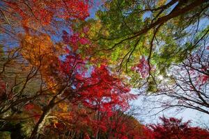 vermelho folhas às Kasagiyama Momiji parque dentro Quioto dentro outono Largo tiro baixo ângulo Visão foto