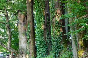 uma lindo alta cedro árvore às a campo dentro Japão telefoto tiro foto