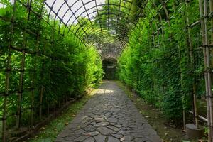 uma verde plantar túnel às a jardim dentro verão Largo tiro foto