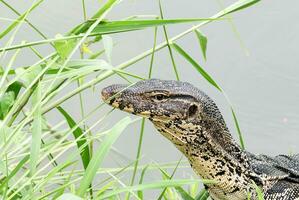 fechar acima Varanus salvador dentro lago foto