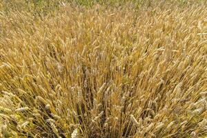 natural fundo, orelhas trigo a partir de acima, a dourado maduro campo do trigo foto