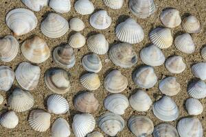 lindo empilhado em moluscos marinhos de concha de areia foto