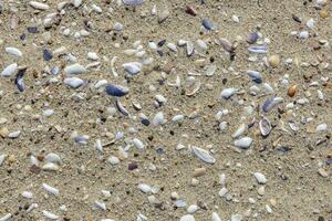 natural areia superfície com Concha fragmentos para usar Como uma fundo foto