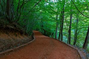 recreativo áreas fundo foto. uma corrida ou caminhando trilha dentro a floresta foto