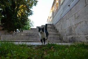 uma disperso gato caminhando dentro a jardim do uma mesquita dentro Istambul foto