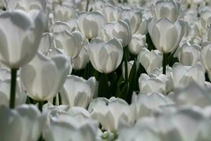 branco tulipas dentro cheio quadro, Armação Visão foto