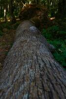 uma morto árvore em a floresta chão. foto