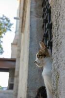 retrato do uma disperso gato. istambul disperso gatos fundo vertical foto