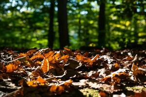 caído Castanho folhas em a terra e embaçado floresta em a terra foto