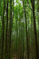 exuberante floresta com alta verde árvores terra dia vertical conceito foto. foto